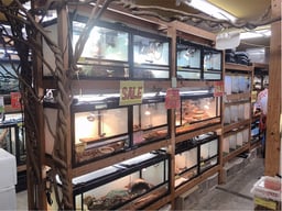 爬虫類倶楽部大宮店の画像3