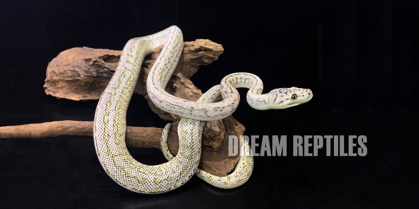DREAM REPTILES