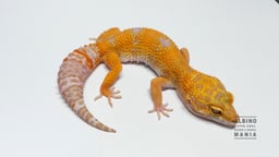 ALBINO MANIAの画像3
