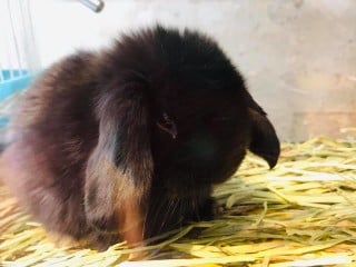 ペットフレンド ぱぴとすず