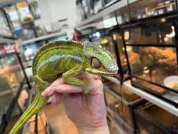 Kennyワイルドファミリー店の画像1