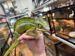 Kennyワイルドファミリー店の画像1