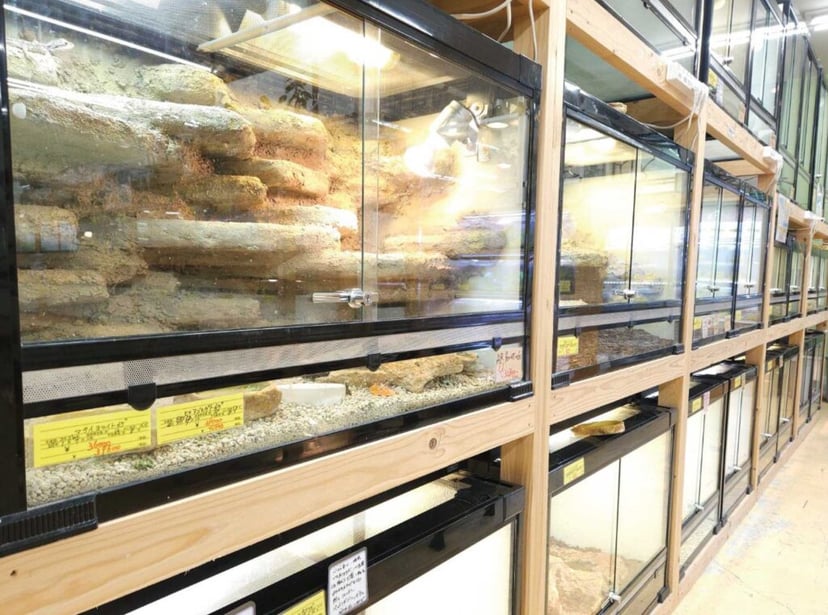 爬虫類倶楽部 J新潟店（スーパーセンタームサシ新潟店）