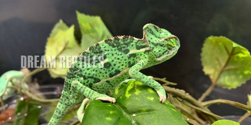 DREAM REPTILES