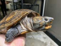 BIG IN（ビッグイン）の画像3