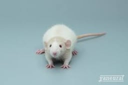 yaneuratの画像1
