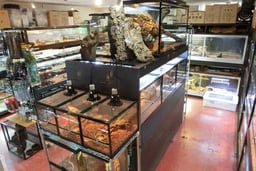 Reptiles Shop アライブの画像3