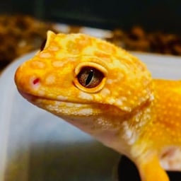Tri reptilesの画像1