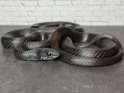サンギーラの画像2