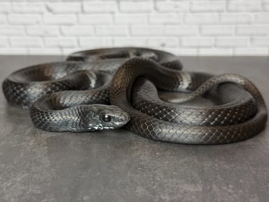 サンギーラの画像2
