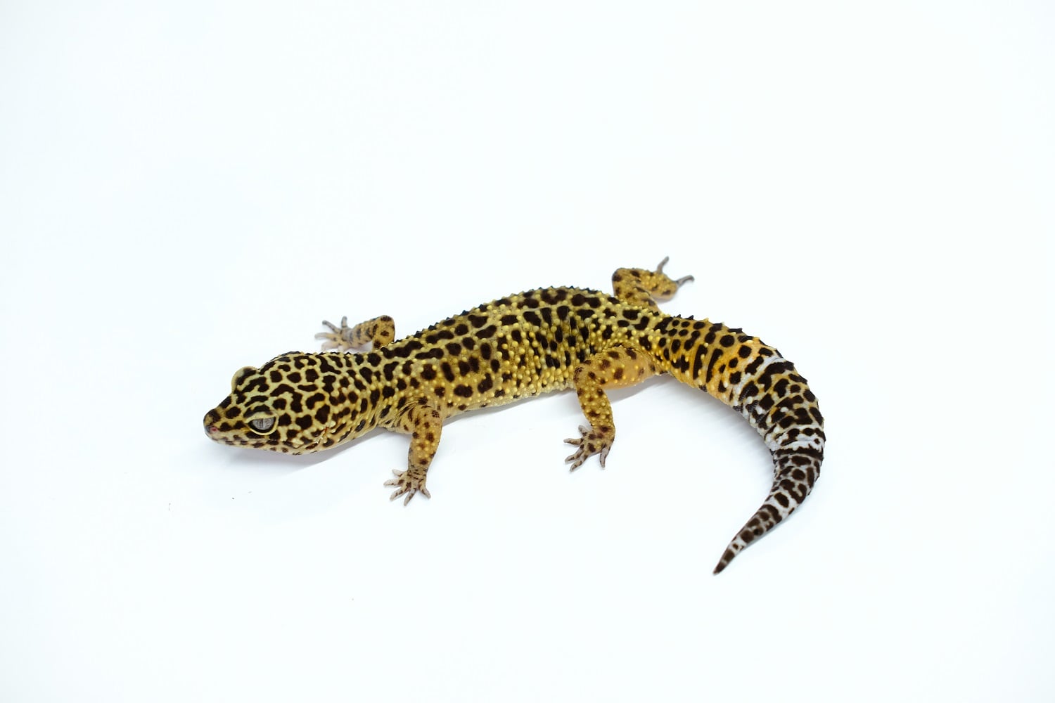 ヒョウモントカゲモドキ ブラックナイトクロス