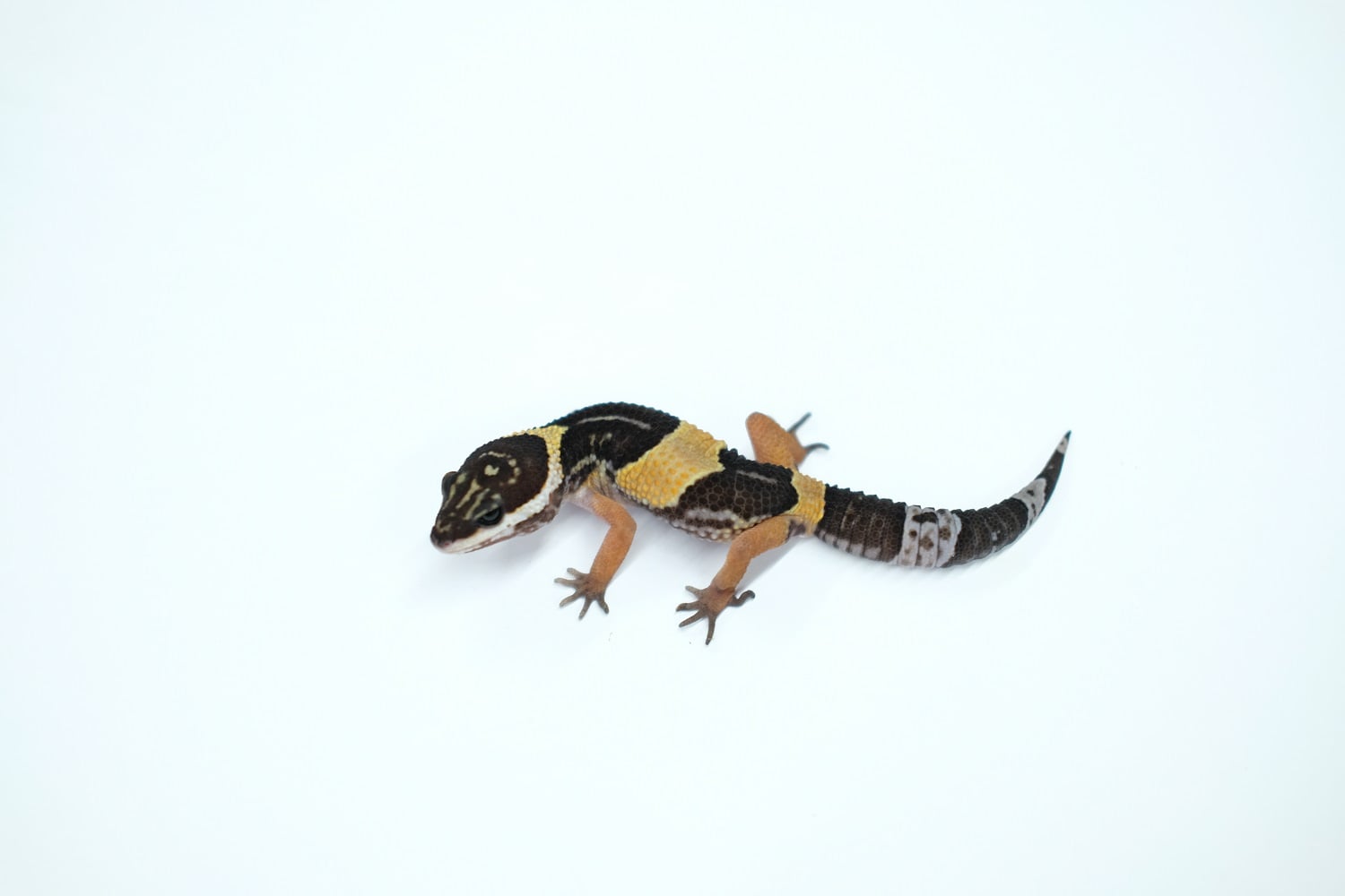 ヒョウモントカゲモドキ ヒガシインドトカゲモドキ