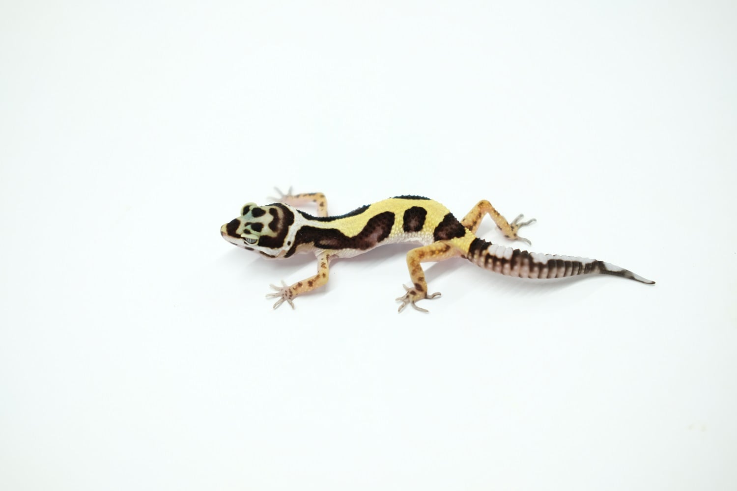 ヒョウモントカゲモドキ バンディット