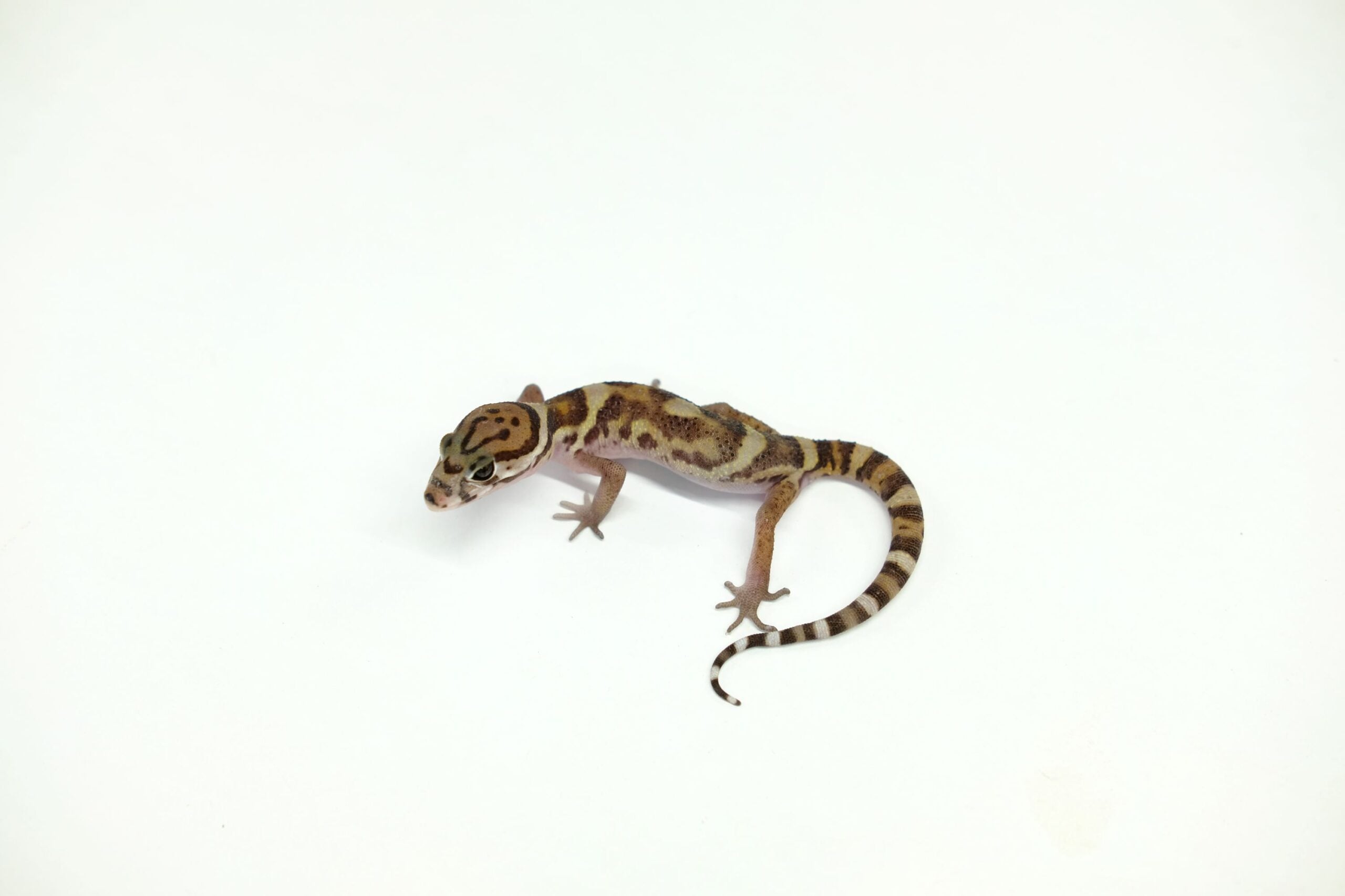 ボウシトカゲモドキ