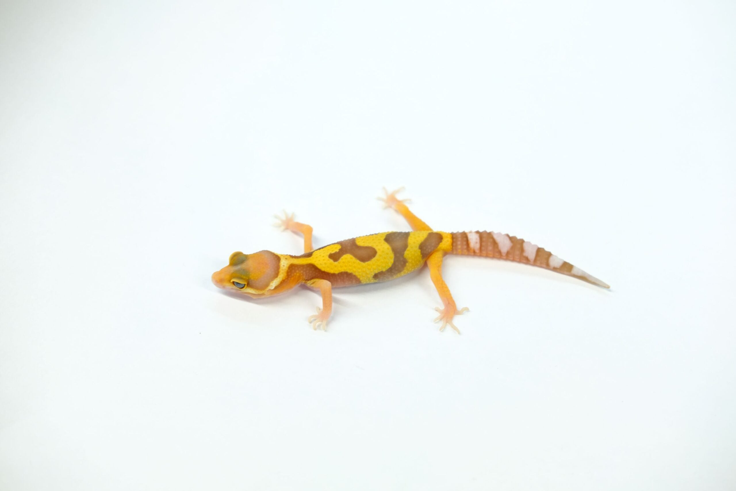 ヒョウモントカゲモドキ レインウォーターアルビノ