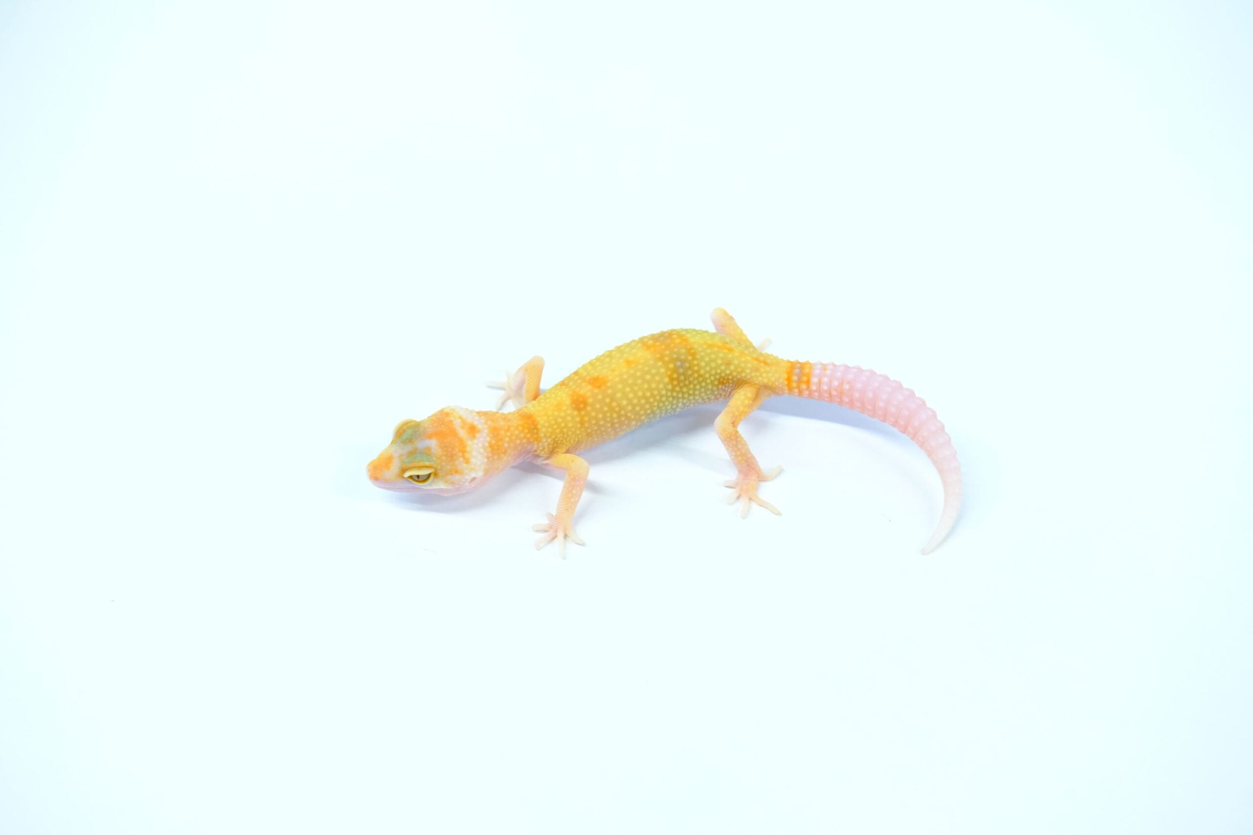 ヒョウモントカゲモドキ W&Yレイニングレッドストライプエニグマ