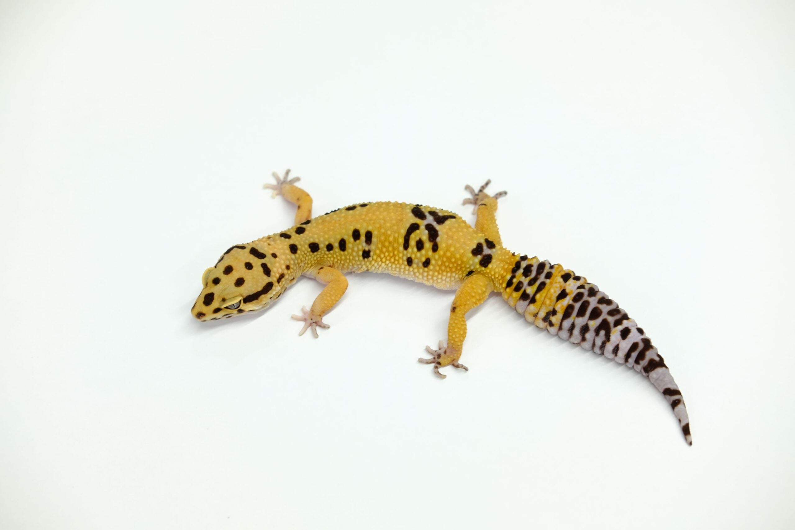 ヒョウモントカゲモドキ ファイアーボルド