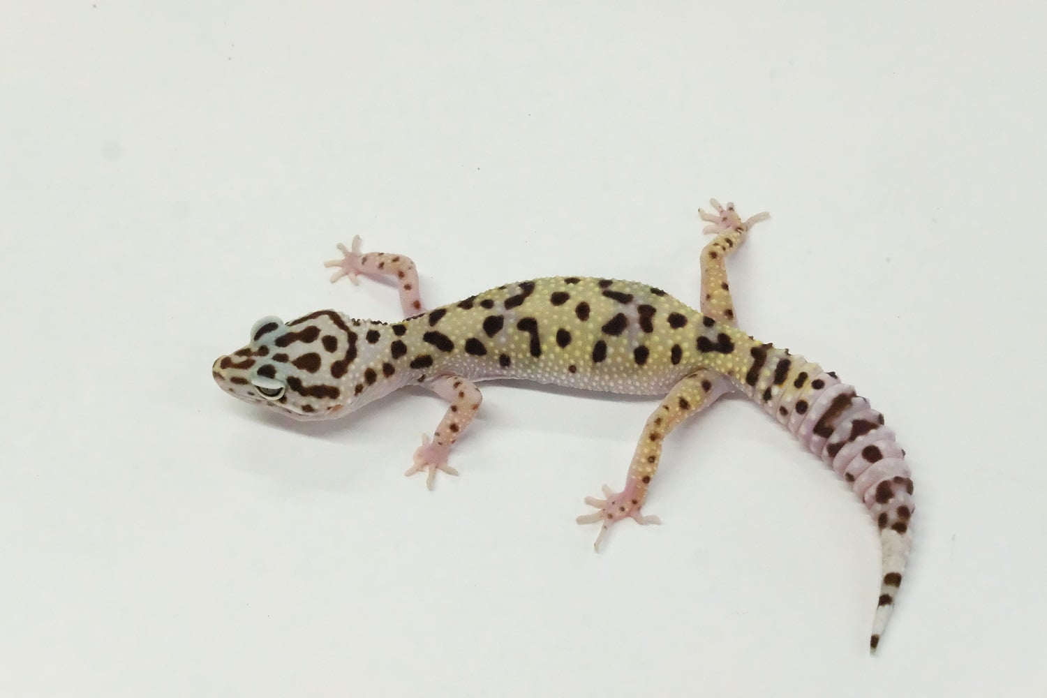 ヒョウモントカゲモドキ トルクメニスタントカゲモドキ