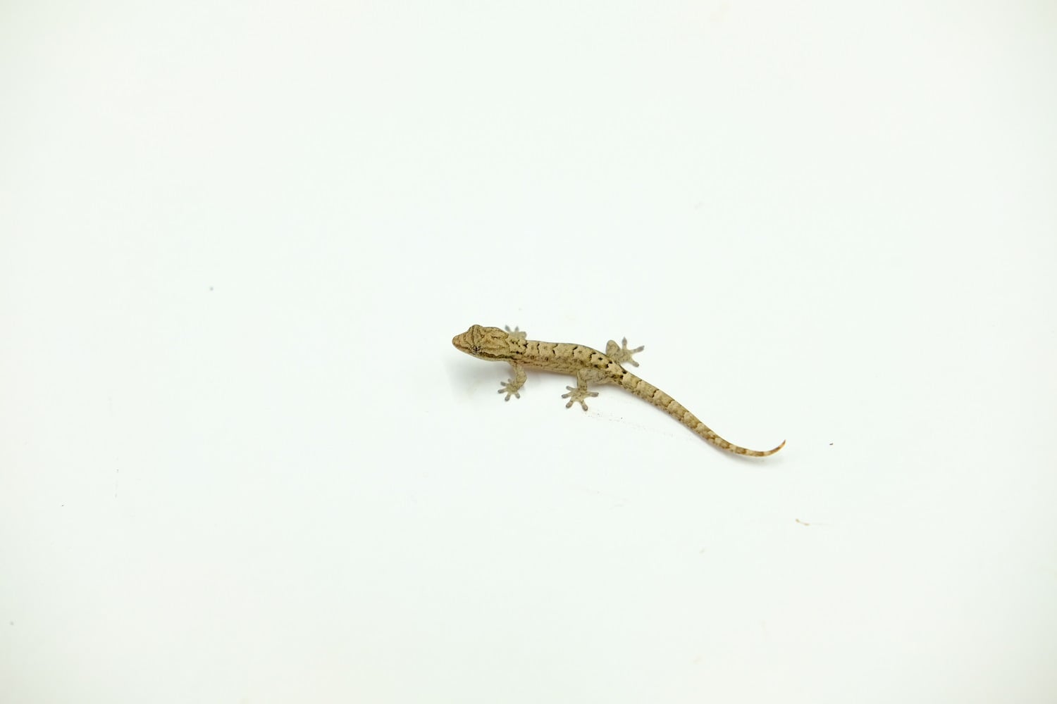 オガサワラヤモリ