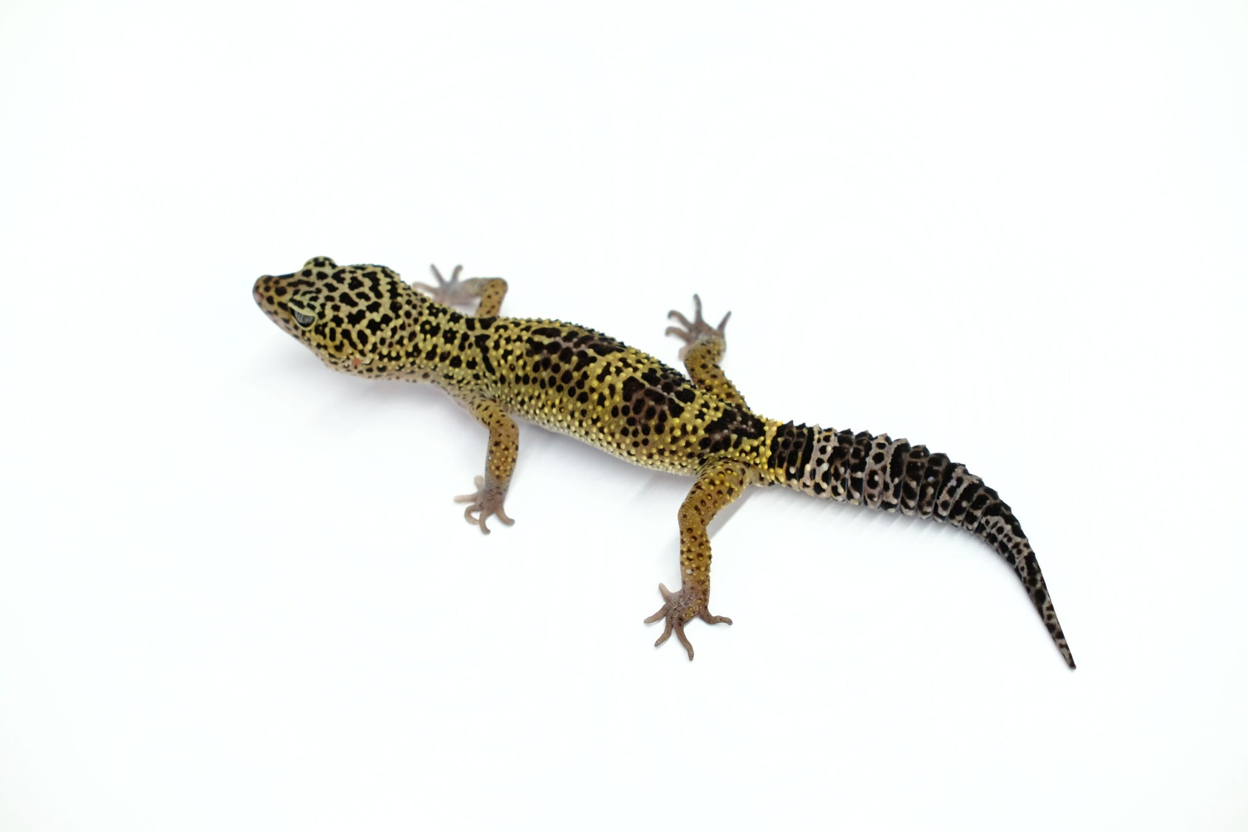 ヒョウモントカゲモドキ ブラックナイトクロス
