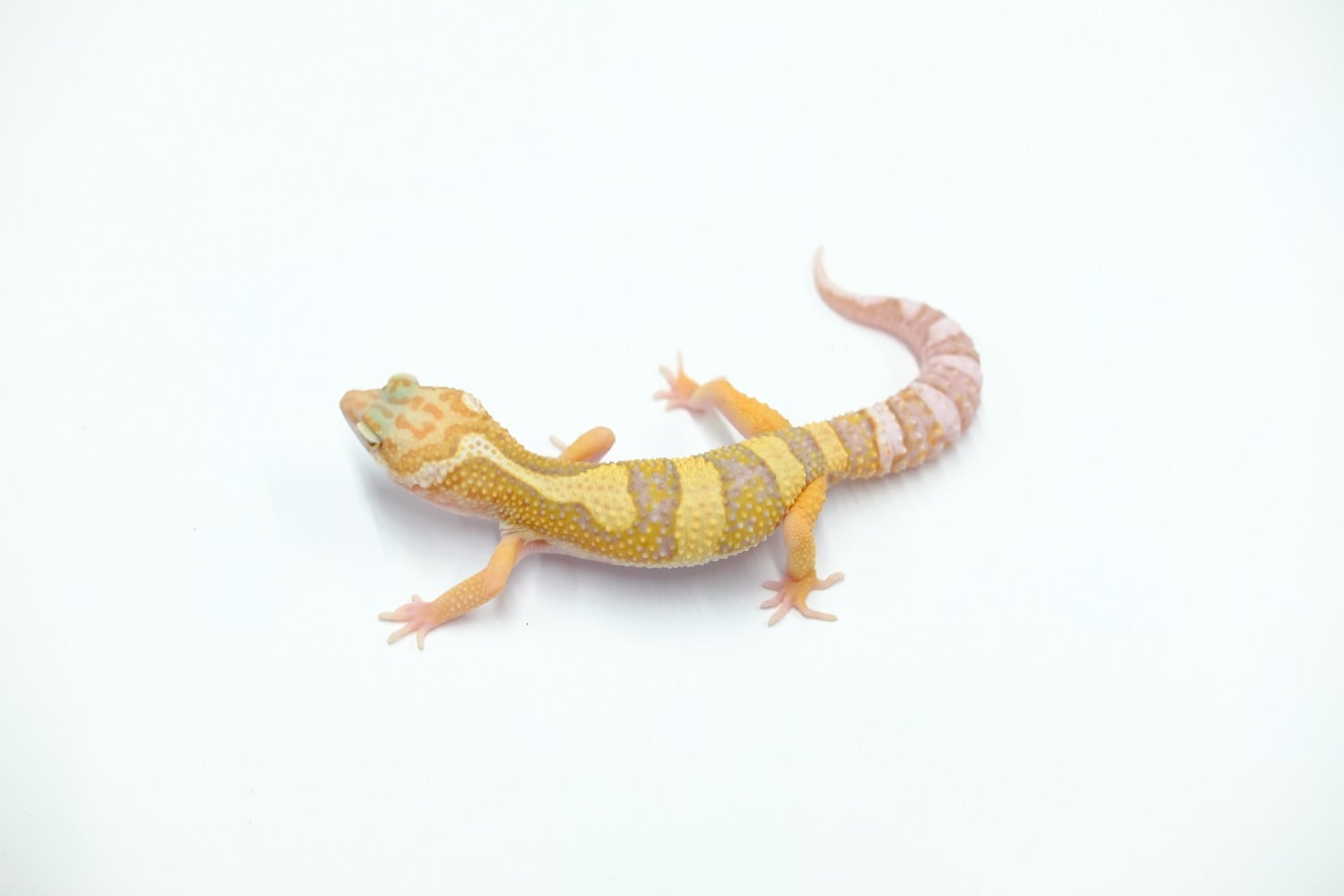 ヒョウモントカゲモドキ レインウォーターアルビノ