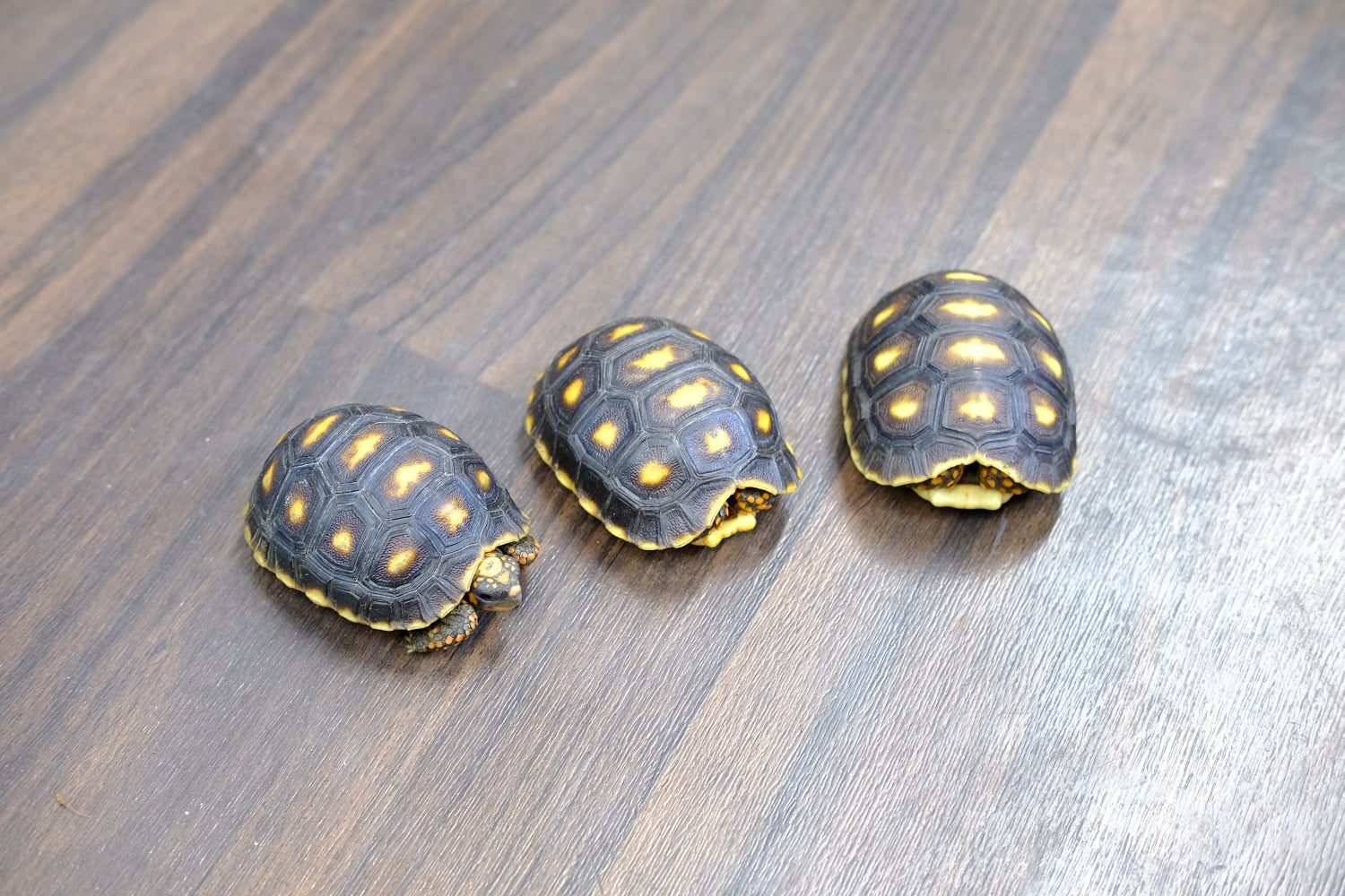 アカアシガメ
