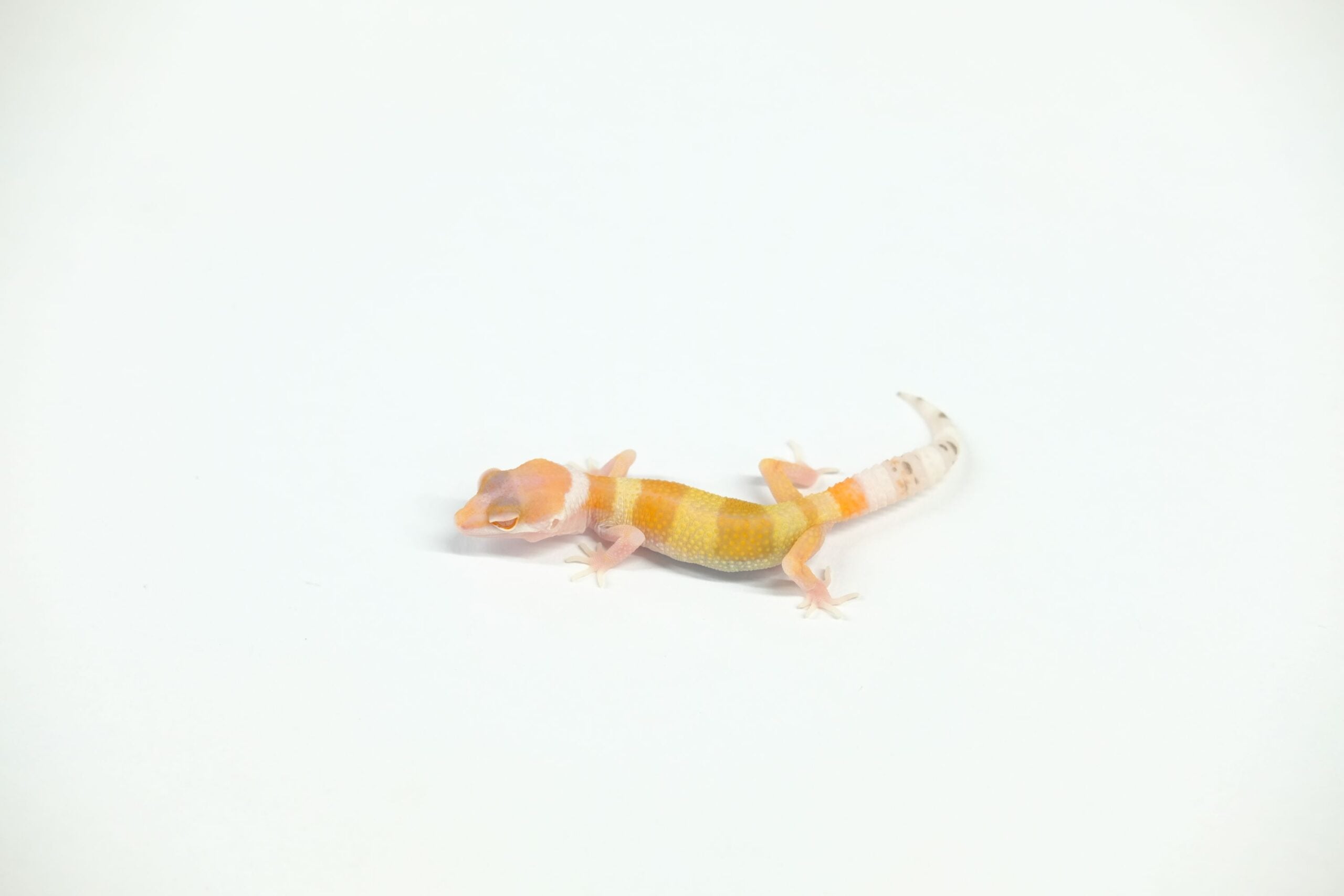 ヒョウモントカゲモドキ W&Yハイポベル
