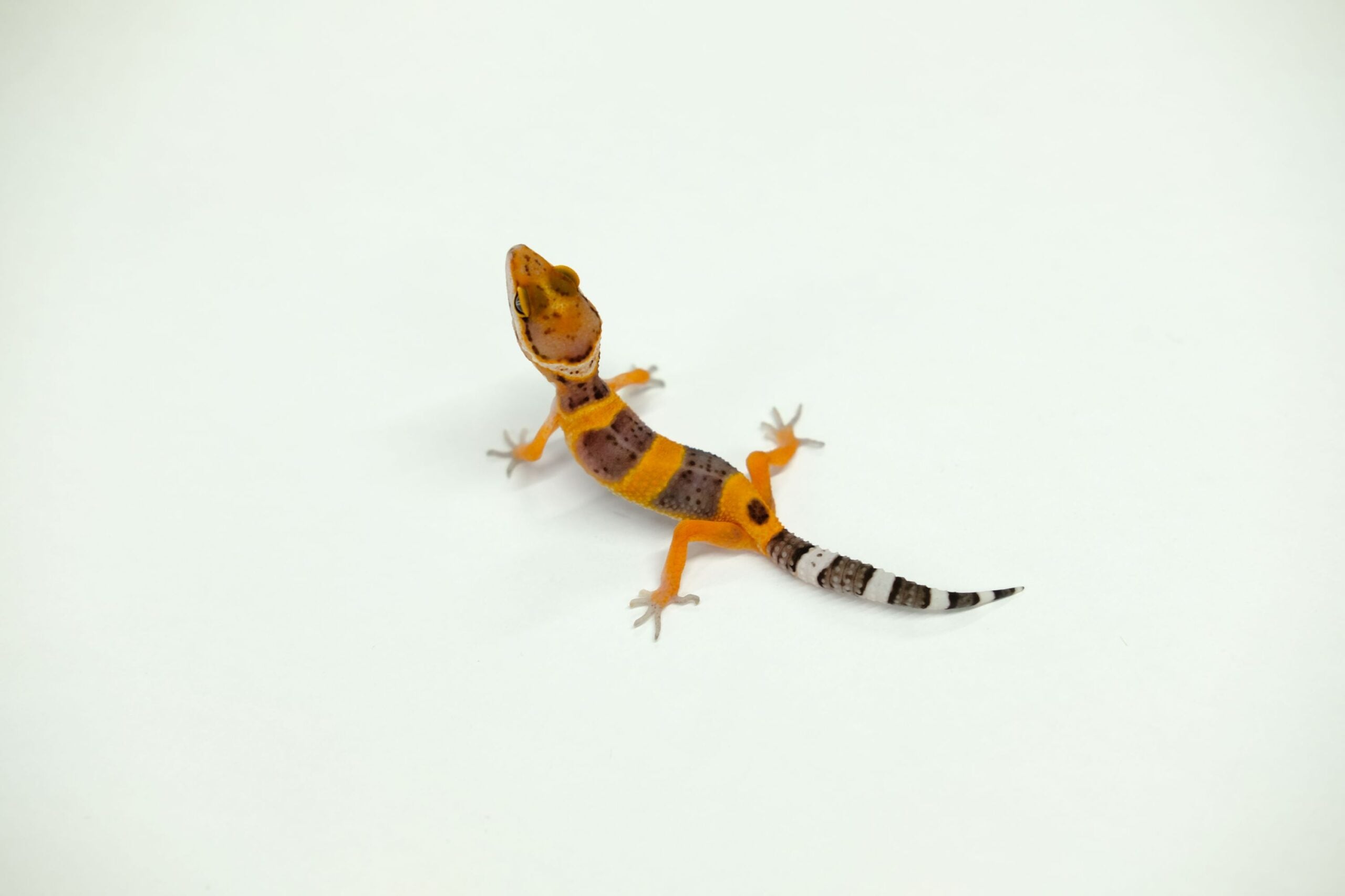 ヒョウモントカゲモドキ ブラッド