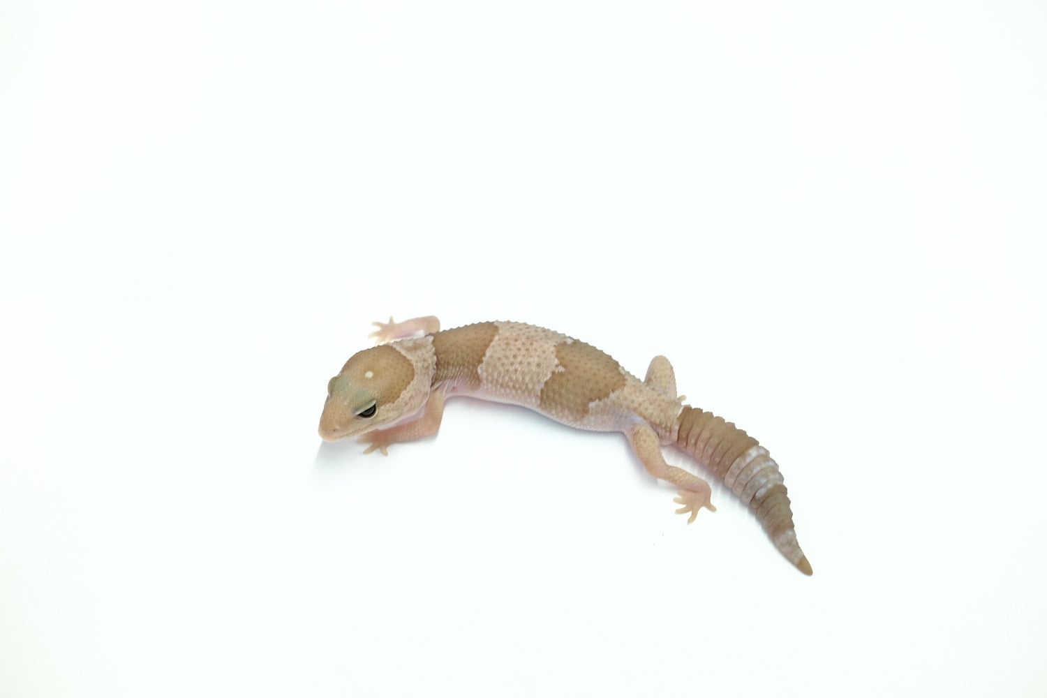 ニシアフリカトカゲモドキ スノー