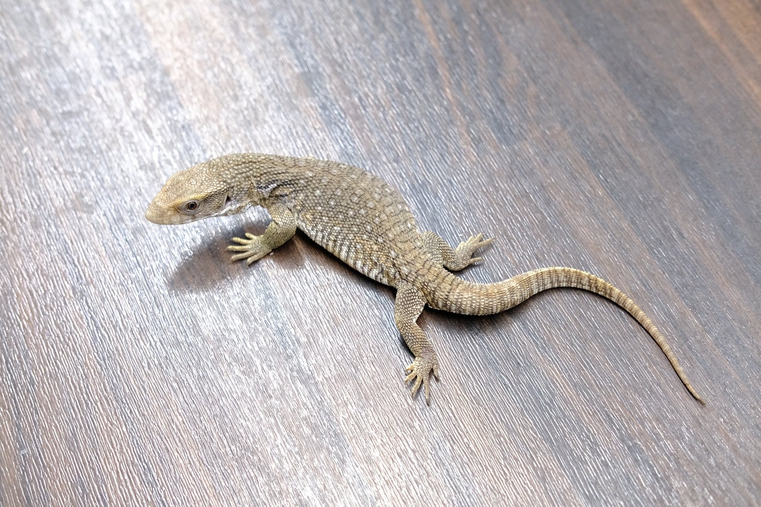 サバンナモニター