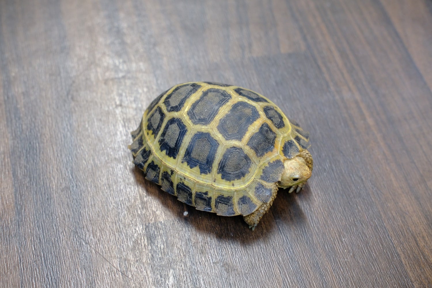 セレベスリクガメ
