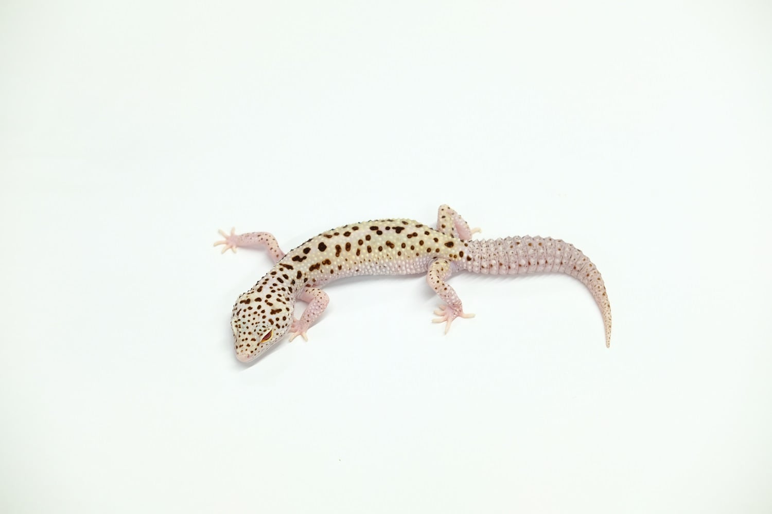ヒョウモントカゲモドキ ステルス