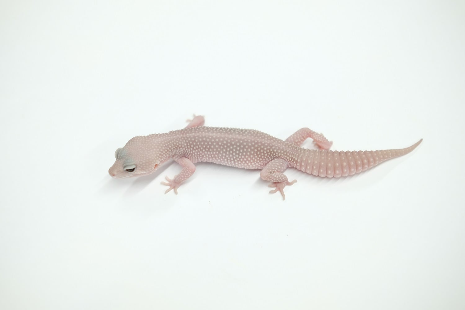 ヒョウモントカゲモドキ プラチナ