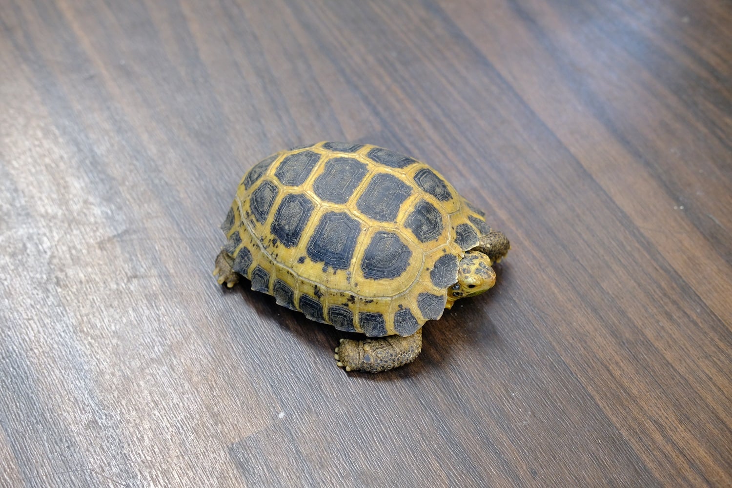 セレベスリクガメ