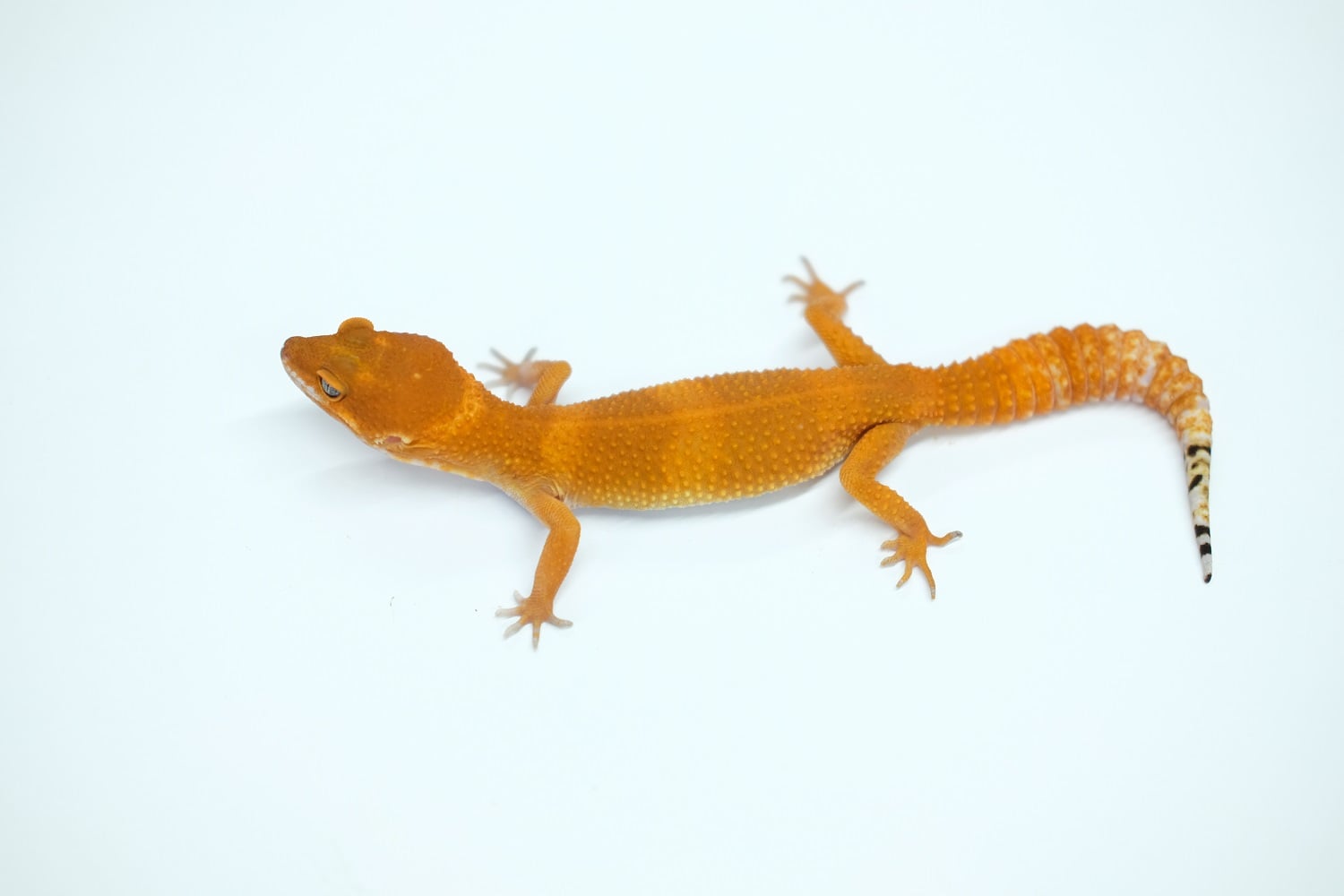 ヒョウモントカゲモドキ ブラッドマンダリン