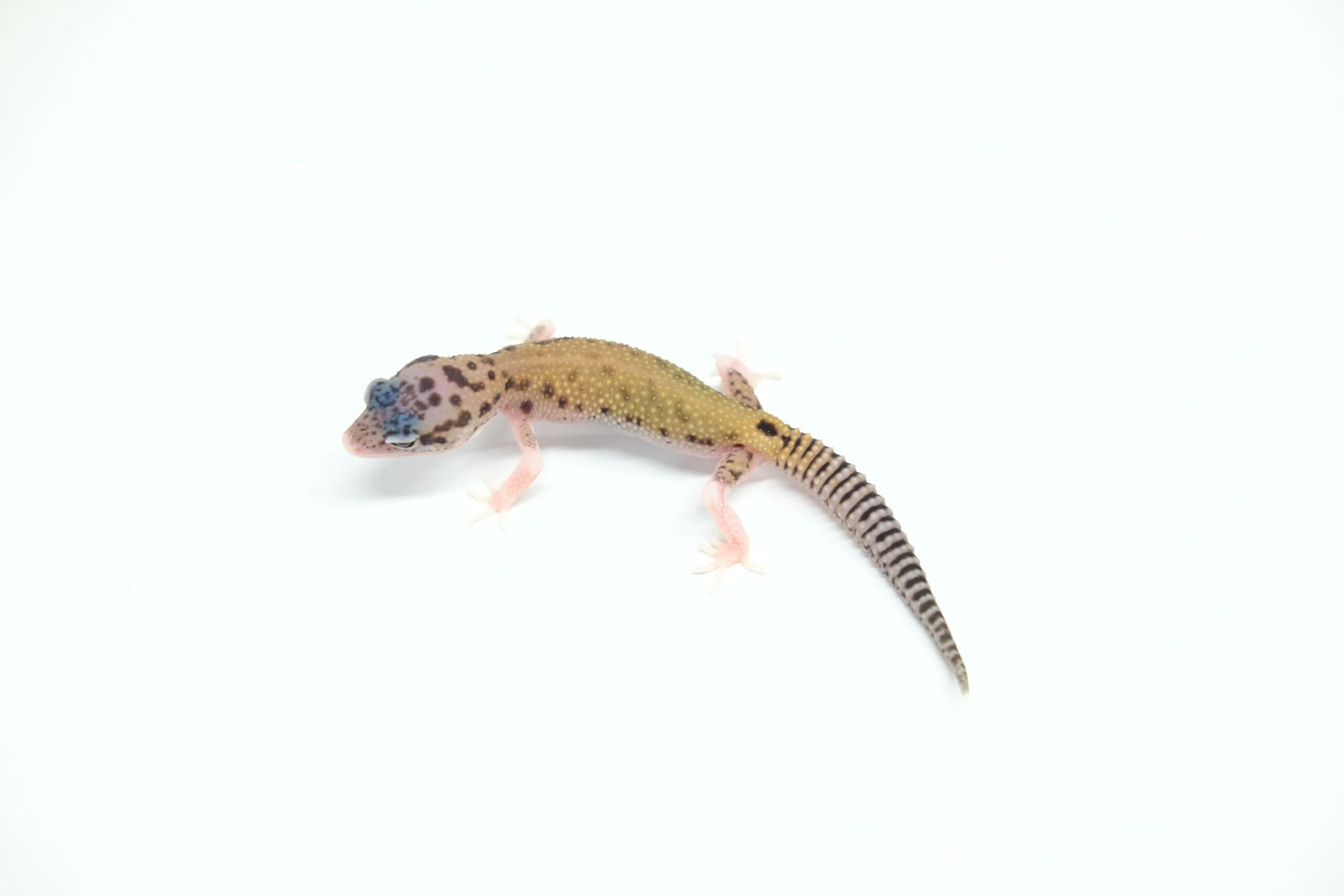 ヒョウモントカゲモドキ ハイパーザンティックエクリプス(ソリッドアイ)