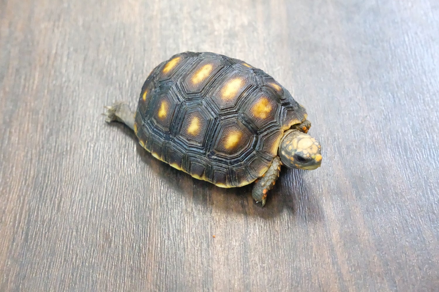 アカアシガメ
