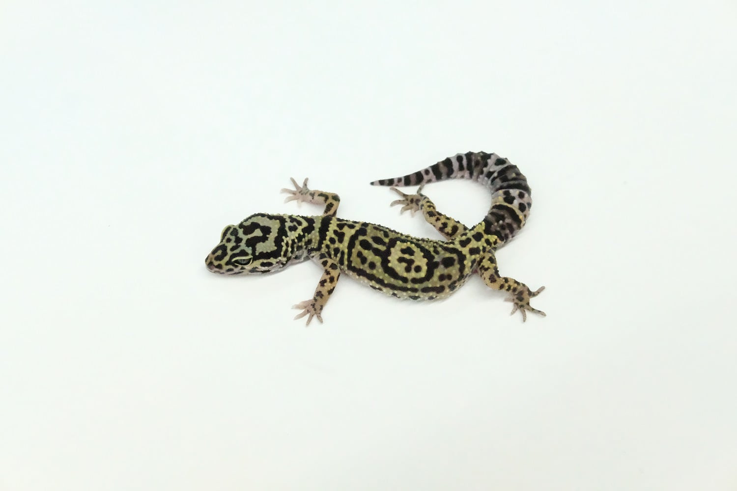 ヒョウモントカゲモドキ アフガニクス