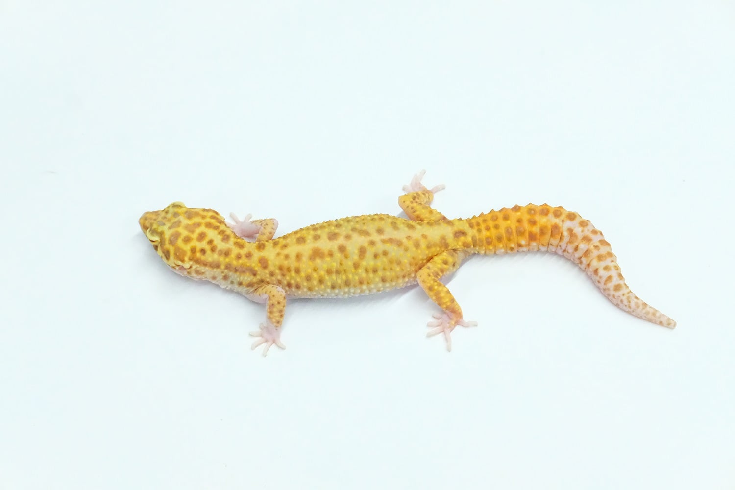 ヒョウモントカゲモドキ レーダー(スネークアイ) Geckos etc.