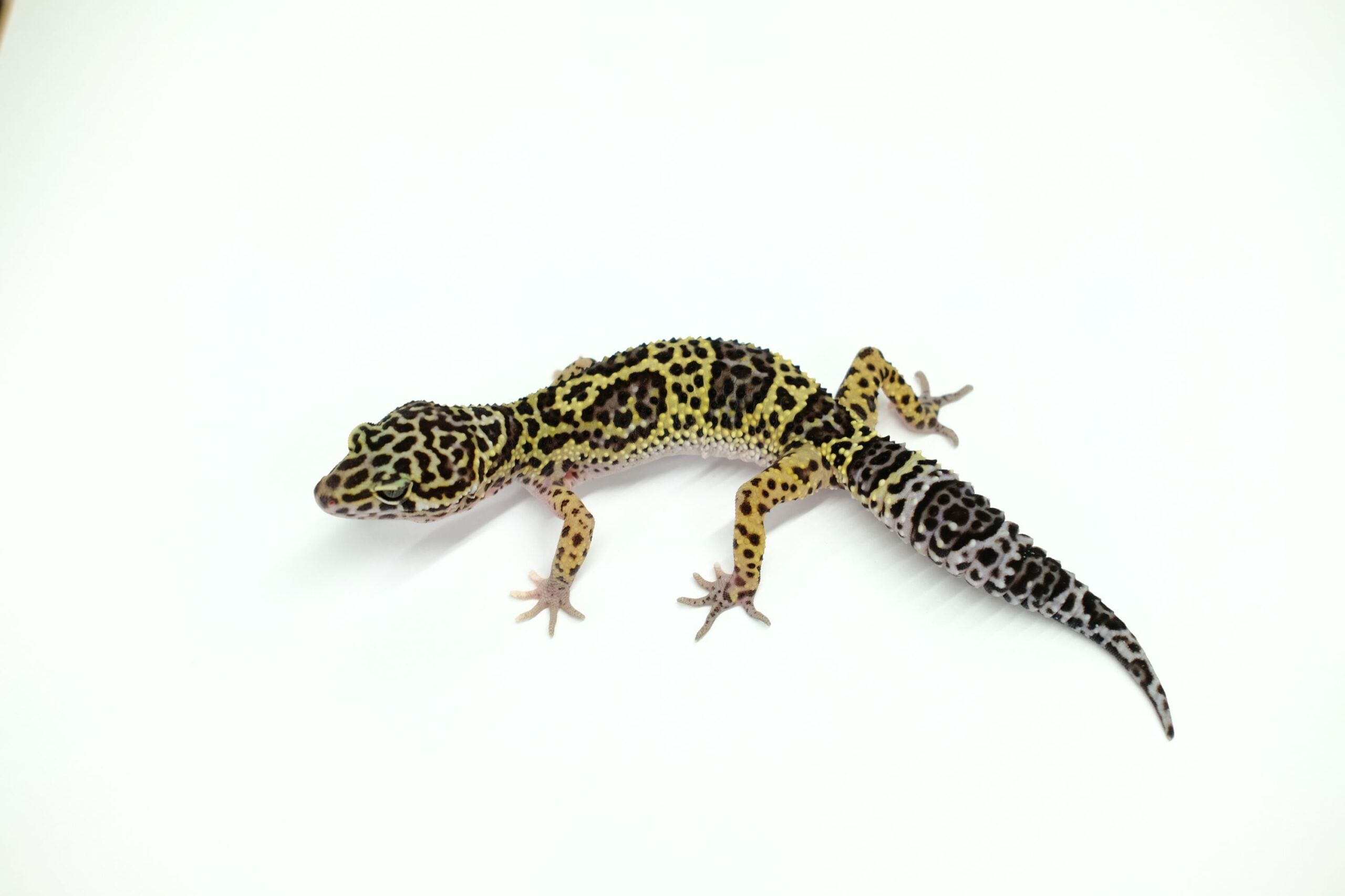 ヒョウモントカゲモドキ ブラックナイトクロス