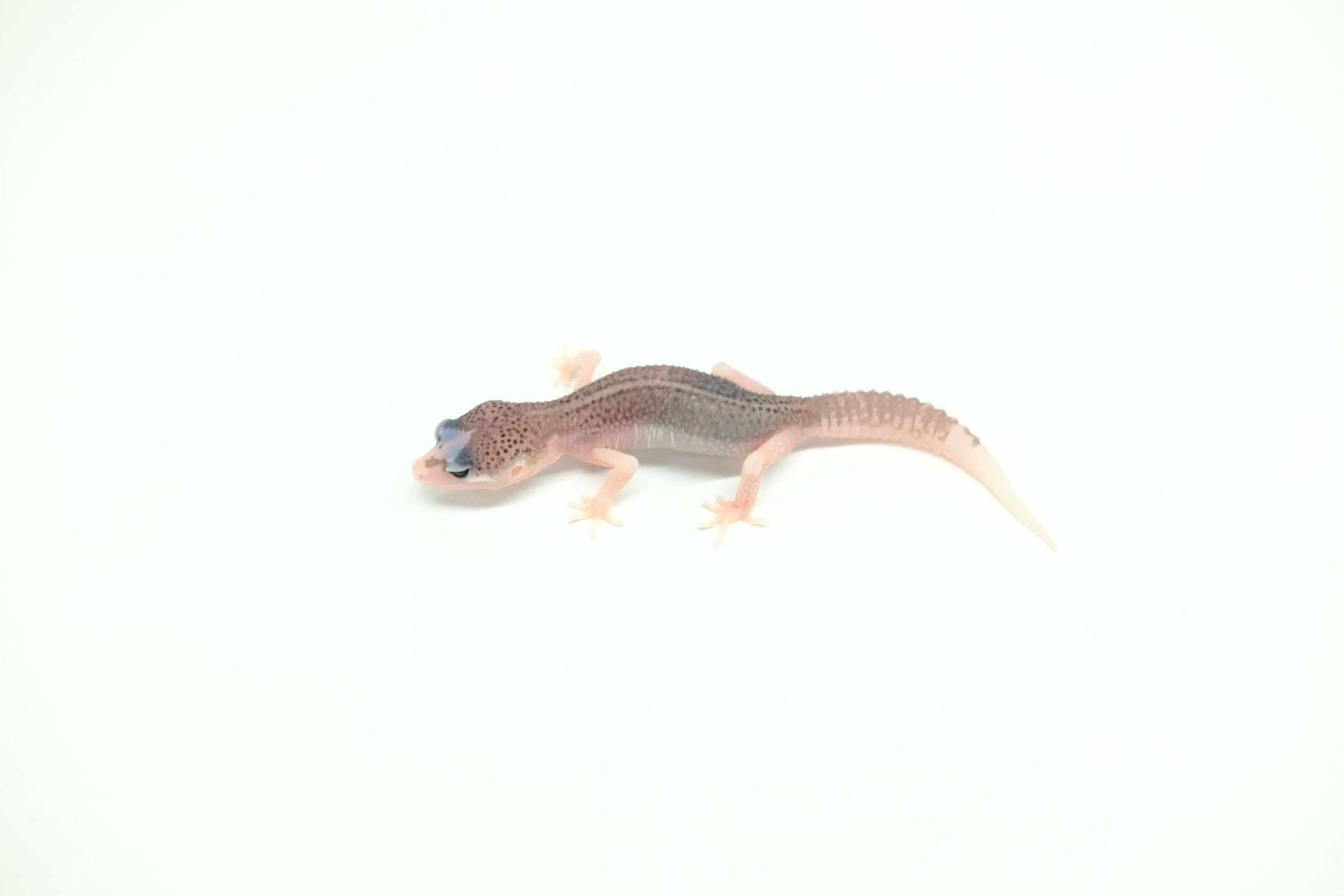 ヒョウモントカゲモドキ ギャラクシー