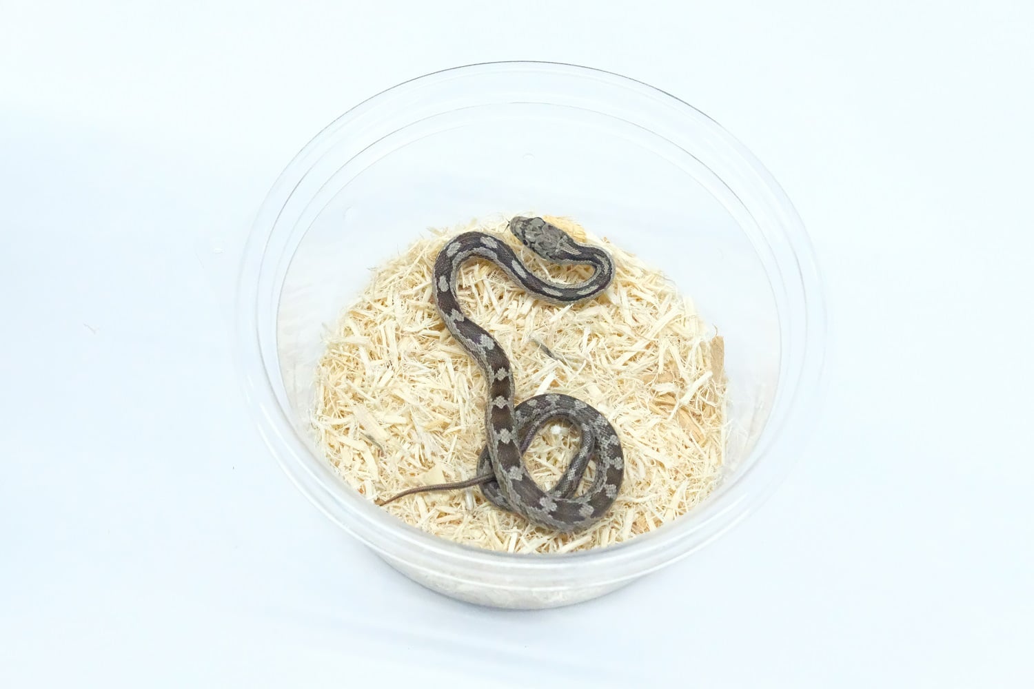ガルフハンモックラットスネーク アラチュア群産
