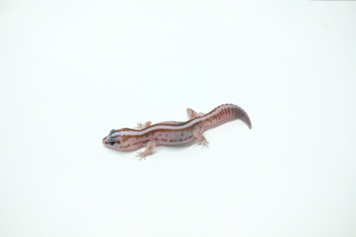 ニシアフリカトカゲモドキ オレオパターンレス