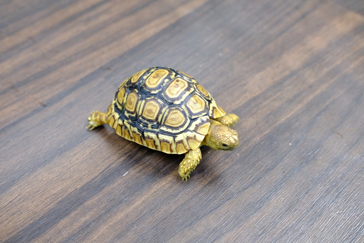 ヒョウモンリクガメ