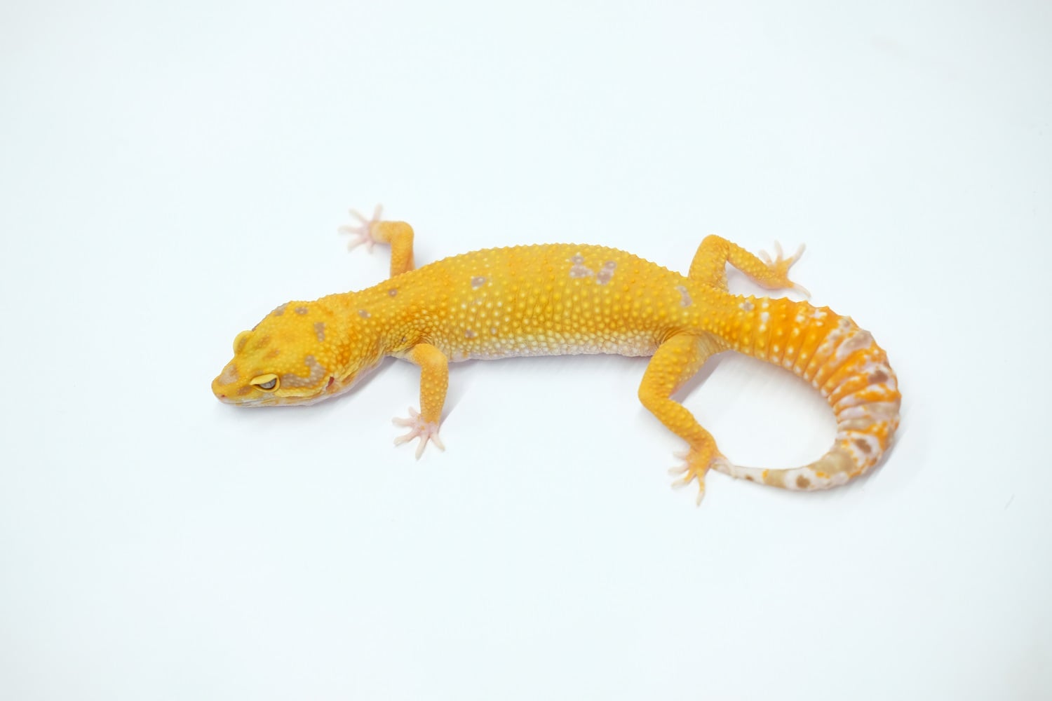 ヒョウモントカゲモドキ タンジェロ