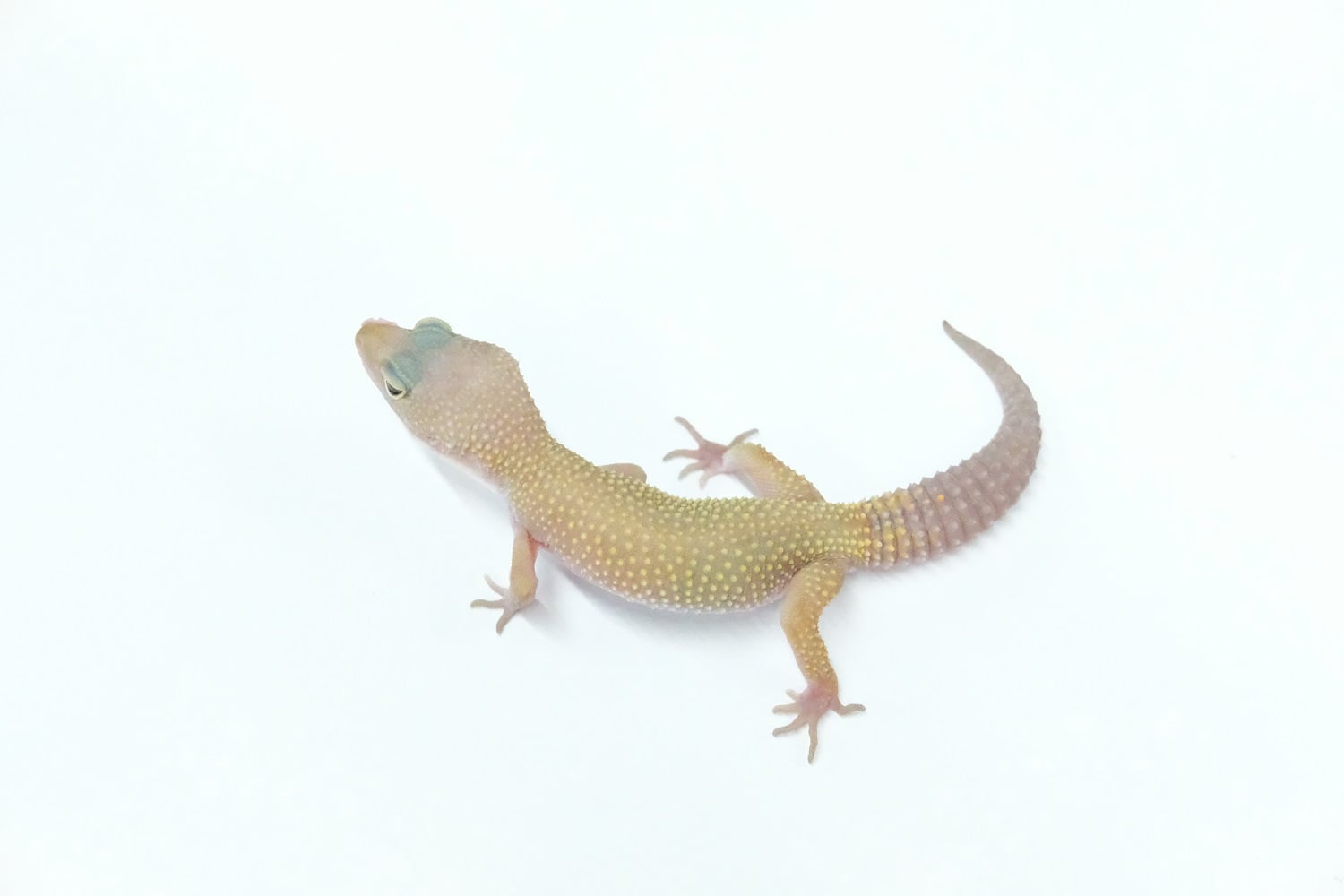 ヒョウモントカゲモドキ リューシスティック
