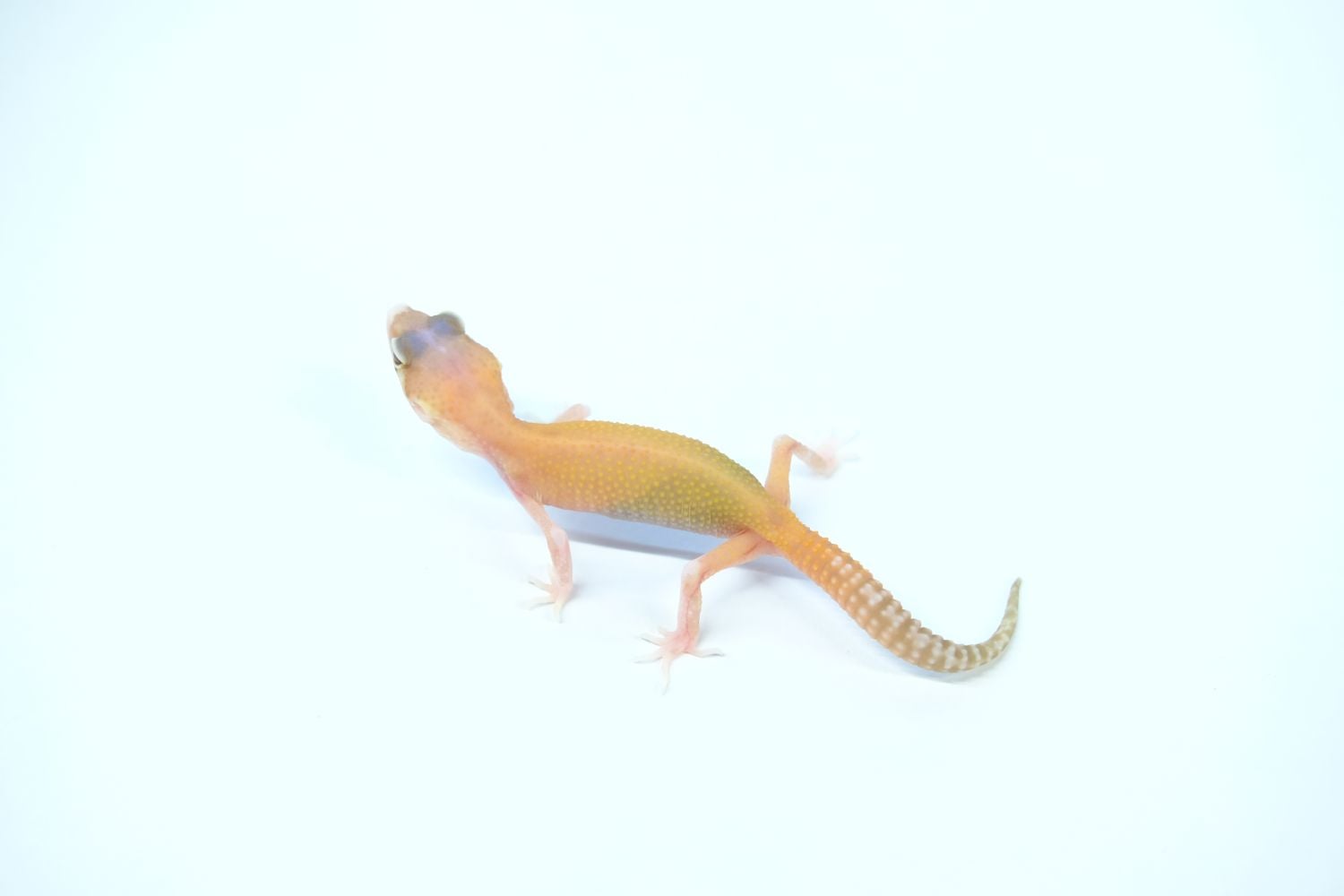 ヒョウモントカゲモドキ ラプター(ソリッドアイ)