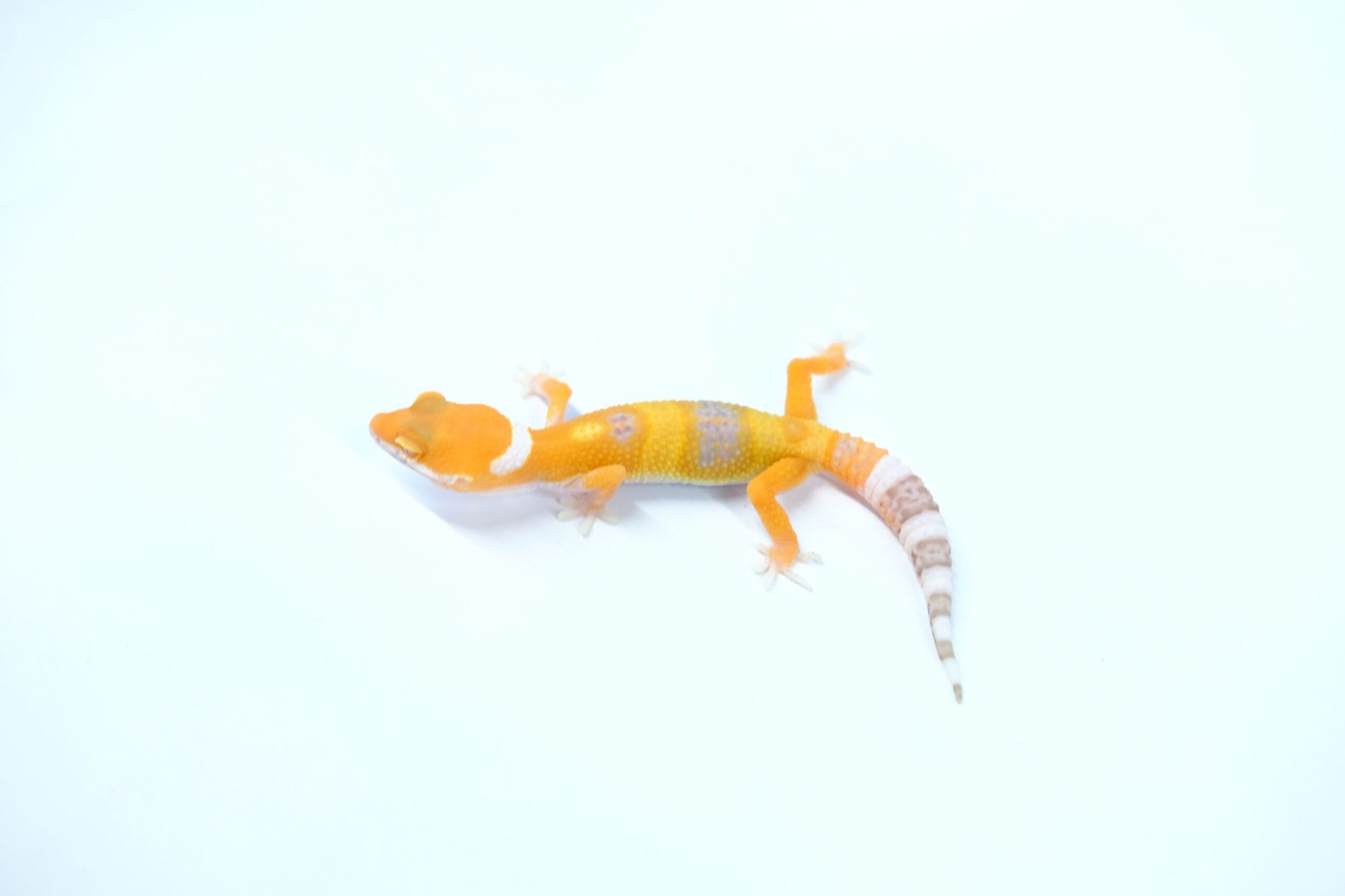 ヒョウモントカゲモドキ レッドデビル