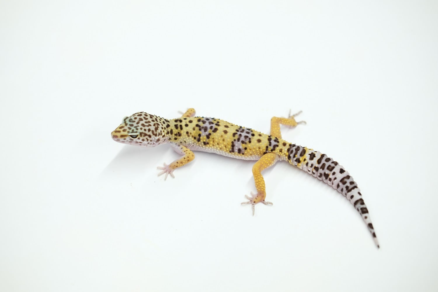 ヒョウモントカゲモドキ トルクメニスタントカゲモドキ