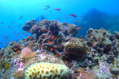 AQUA SEAの画像2